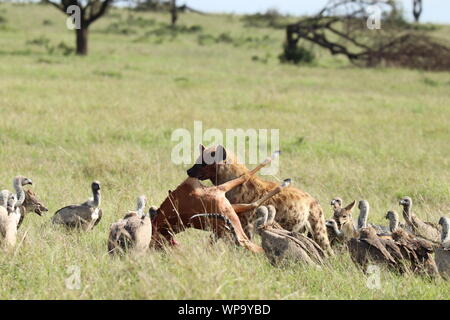 Hyäne Durchführung seiner Impala Beute gesichtet, Masai Mara National Park, Kenia. Stockfoto