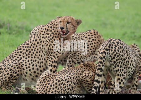 Gruppe von geparden Fütterung auf ein Gnus Karkasse, Masai Mara National Park, Kenia. Stockfoto