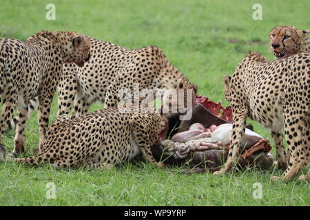 Gruppe von geparden Fütterung auf ein Gnus Karkasse, Masai Mara National Park, Kenia. Stockfoto