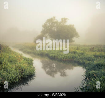 Reflexionen von einem Baum in den Fluss Wensum auf einem nebligen Sommern morgen. Stockfoto