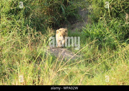 Lion Cub (Panthera leo) in der Savanne, Masai Mara National Park, Kenia. Stockfoto