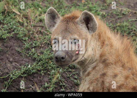 Tüpfelhyäne (Crocuta crocuta) im Gesicht verletzt, Masai Mara National Park, Kenia. Stockfoto