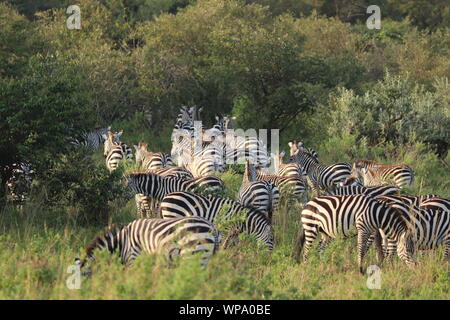 Gruppe der Zebras in der Savanne, Masai Mara National Park, Kenia. Stockfoto