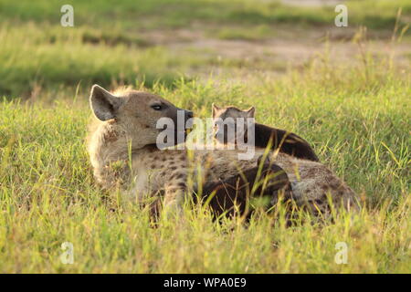 Tüpfelhyäne Mama und ihren schwarzen Cub, Masai Mara National Park, Kenia. Stockfoto