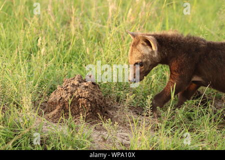 Tüpfelhyäne (Crocuta crocuta schwarz Cub) im Gras, Masai Mara National Park, Kenia. Stockfoto