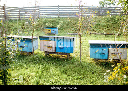 Kleine traditionelle Bienenhaus mit hölzernen Bienenstöcke auf der grünen Wiese an einem sonnigen Abend Stockfoto
