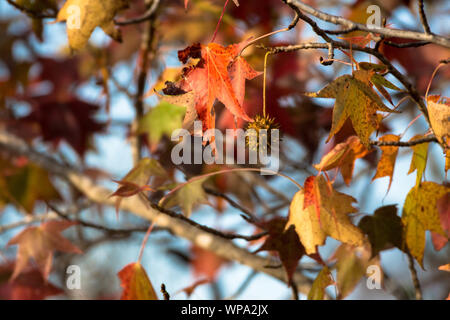 Nahaufnahme eines Sweetgum Kugel auf einem Baum umgeben von roten, gelben und grünen Blätter mit einem unscharfen Hintergrund Stockfoto