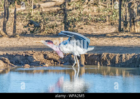 Ein männlicher Marabu, Leptoptilos crumeniferus, Trinken in einer Dam Stockfoto