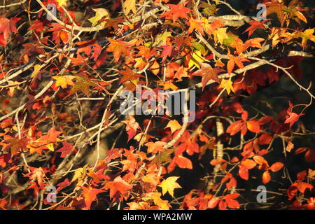 Nahaufnahme von Sweetgum Zweige mit Blättern von Rot, Gelb und Orange und Sonnenlicht - Liquidambar styraciflua Stockfoto