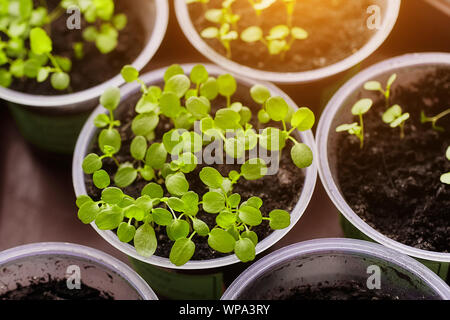 Junge frische Sämling steht in Kunststoff Töpfe, Anbau im Gewächshaus. Sämlinge sprießen. Stockfoto