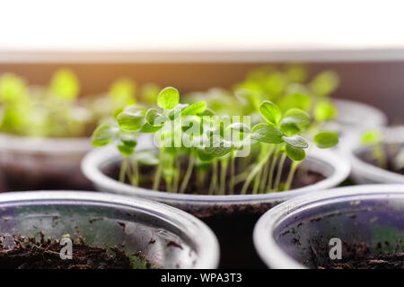 Junge frische Sämling steht in Kunststoff Töpfe, Anbau im Gewächshaus. Sämlinge sprießen. Stockfoto