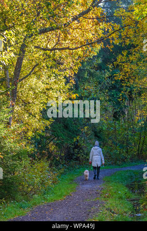 Frau wandern mit dem Hund auf einem Trail im Herbst Wald Stockfoto