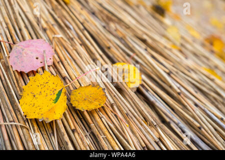 Blätter im Herbst liegen im Schilf Stockfoto