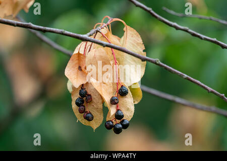 In der Nähe des ausgetrockneten schwarzen Beeren und gelbe Blätter eines Prunus serotina schwarz Kirschbaum in Mangel an Wasser bei einem heißen und trockenen Sommer Stockfoto