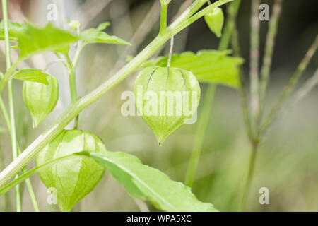 Frische, Unreife, grüne Kap Stachelbeeren noch zu seinem Baum befestigt. Hängende Kap stachelbeeren sind auch als Tino bekannt - Tino in den Philippinen. Stockfoto