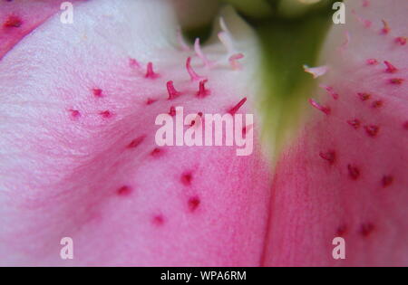 Makro Nahaufnahme Schuß von echten orientalischen rosa Lilly (STARGAZER) Lilium orientalis Stockfoto