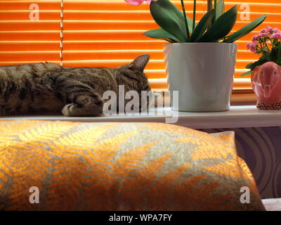 Männliche/tomcat Ägyptischen Mau Schlaf-/Napping auf einer Fensterbank in ein Inlands-/home Einstellung Felis catus Stockfoto