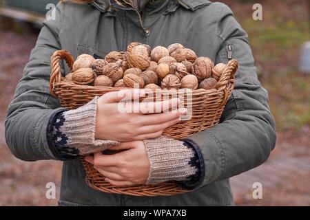 Sammeln von Walnüsse in einem Korb Stockfoto