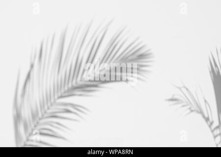 Shadow Palm Blätter auf weißem Beton Wand Architektur Design Hintergrund Stockfoto