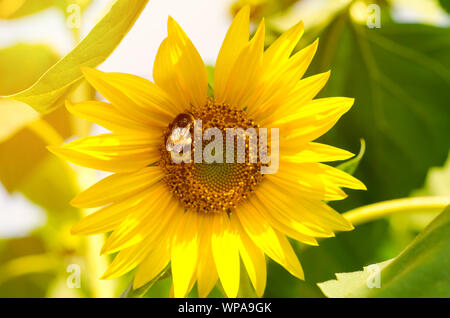 Hummel auf Sonnenblume im Feld Stockfoto