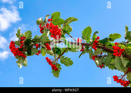 Rote Beeren und Rowan Blätter gegen den blauen Himmel Stockfoto