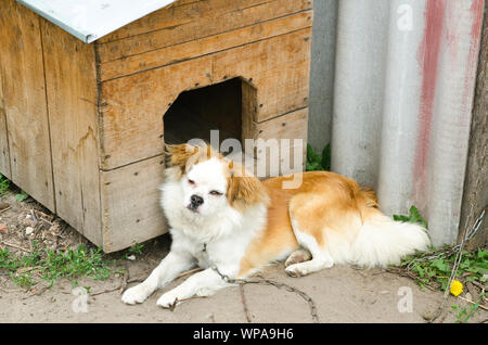 Hund angekettet in der Nähe der Lackierkabine Stockfoto