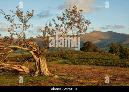 Mynydd Illtud gemeinsame Brecon Beacons, Wales, Großbritannien Stockfoto