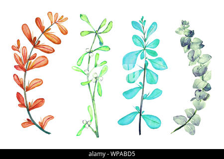 Dornige Berberis vulgaris (gemeinsame, europäische oder einfach Berberitze), Mistel Zweig, blauen Eukalyptus tetragona, Ableger, Handgemalten Aquarell Stockfoto