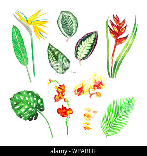 Split philodendrom, Areca Palm, Maranta gestreiften Blätter, strelezia Gelb und Rot, farbenfrohen Orchideen Blumen Sammlung, isoliert von Hand bemalt watercolo Stockfoto