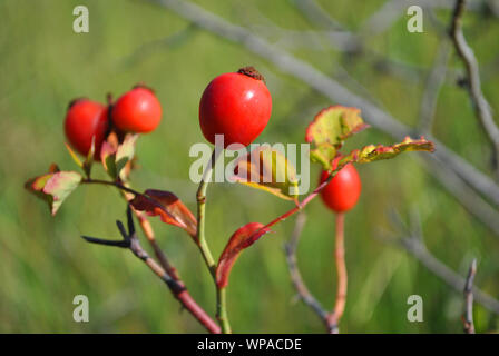 Niederlassung von Reifen Wild Rose Beeren und gelbe Blätter auf dem Hintergrund unscharf Gras Stockfoto