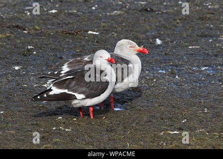 Dolphin Möwe (Larus scoresbii) zwei Erwachsene stehen am Ufer Tierra del Fuego, Chile Januar Stockfoto