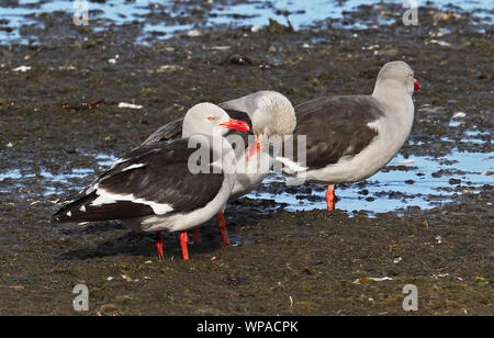 Dolphin Möwe (Larus scoresbii) drei Erwachsene stehen am Ufer Tierra del Fuego, Chile Januar Stockfoto