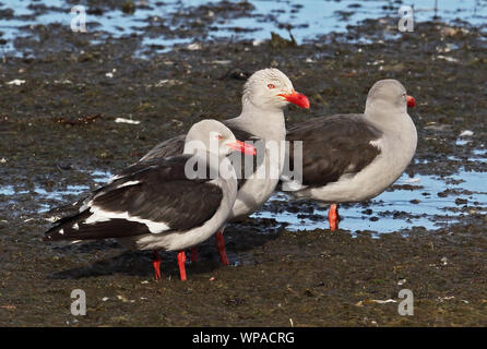 Dolphin Möwe (Larus scoresbii) drei Erwachsene stehen am Ufer Tierra del Fuego, Chile Januar Stockfoto