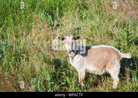 Braun-weiße Ziege stehend auf der grünen Wiese und gerade auf der Suche Stockfoto