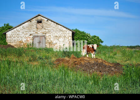 Braune und weiße männliche Kalb, stehend auf einem Grasbewachsenen greenmeadow mit alten Bauernhof, Vorderansicht, blauen bewölkten Himmel, Sommer in der Ukraine Stockfoto