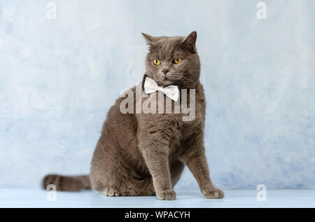 Britische Katze in einem Bow Tie Stockfoto