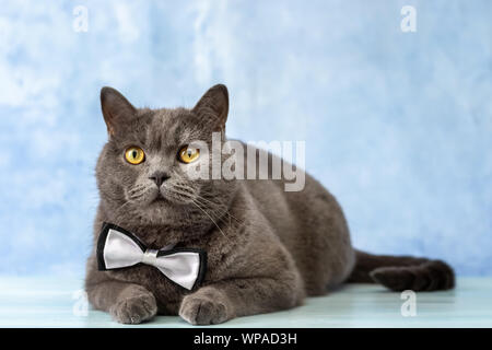 Britische Katze in einem Bow Tie Stockfoto