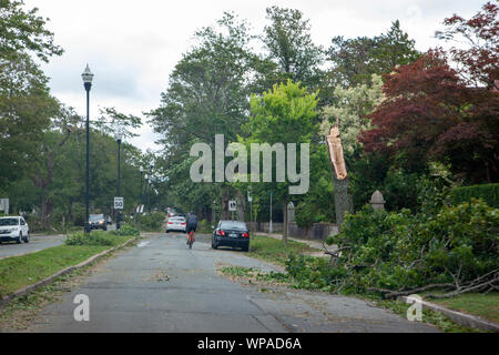 Halifax, Nova Scotia - 8. September - 2019: Gebrochen oder Split Bäume im Süden Halifax's Ende nach dem Hurrikan Dorian Stockfoto