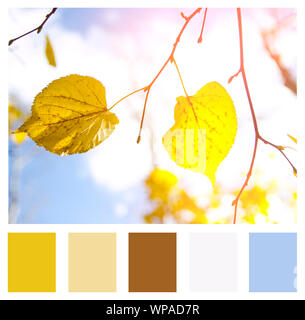 Farblich passende Palette, Herbst Landschaft. Herbst Blätter Himmel Hintergrund. Stockfoto