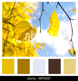 Farblich passende Palette, Herbst Landschaft. Herbst Blätter Himmel Hintergrund. Stockfoto