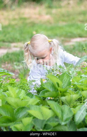 Das kleine Mädchen sammelt eine Ernte von Gemüse im Garten Stockfoto