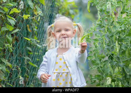 Das kleine Mädchen sammelt eine Ernte von Gemüse im Garten Stockfoto