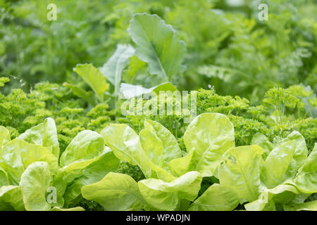 Blätter der Salat im Garten aus der Nähe Stockfoto