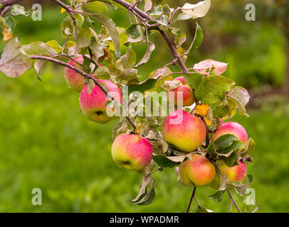 Close up reifer Apfel Früchte wachsen auf dem Baum, Weichzeichner, Sommer Zeit, Bild horizontal. Stockfoto
