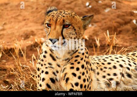 Gepard Stockfoto