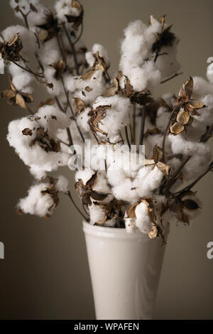 Baumwolle Blumenstrauß frisch vom Feld in Vase abgeholt Stockfoto