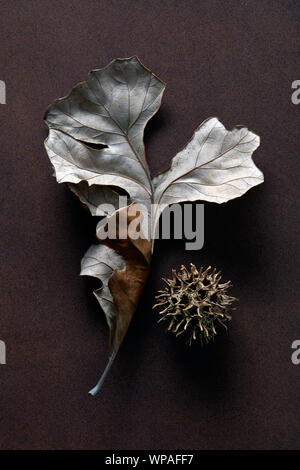 Eichenlaub mit Sweet Gum Tree seed Pod auf braunem Hintergrund Stockfoto