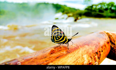 Schmetterling auf einer hölzernen anmelden Stockfoto