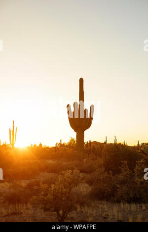 Gigantischen Saguaro in der Wüste