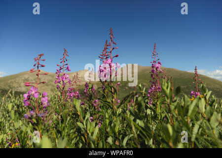 Wildblumen an Guanella Pass in Colorado mit fourteeners Hintergrund Stockfoto